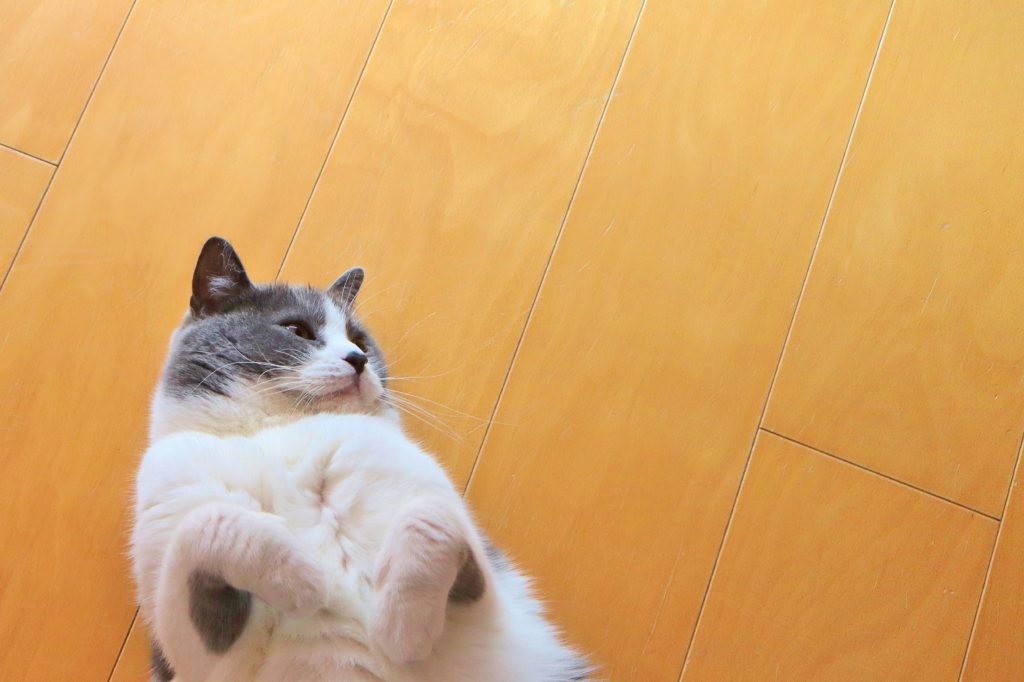 画像に alt 属性が指定されていません。ファイル名: 4145602_l-1024x682.jpg